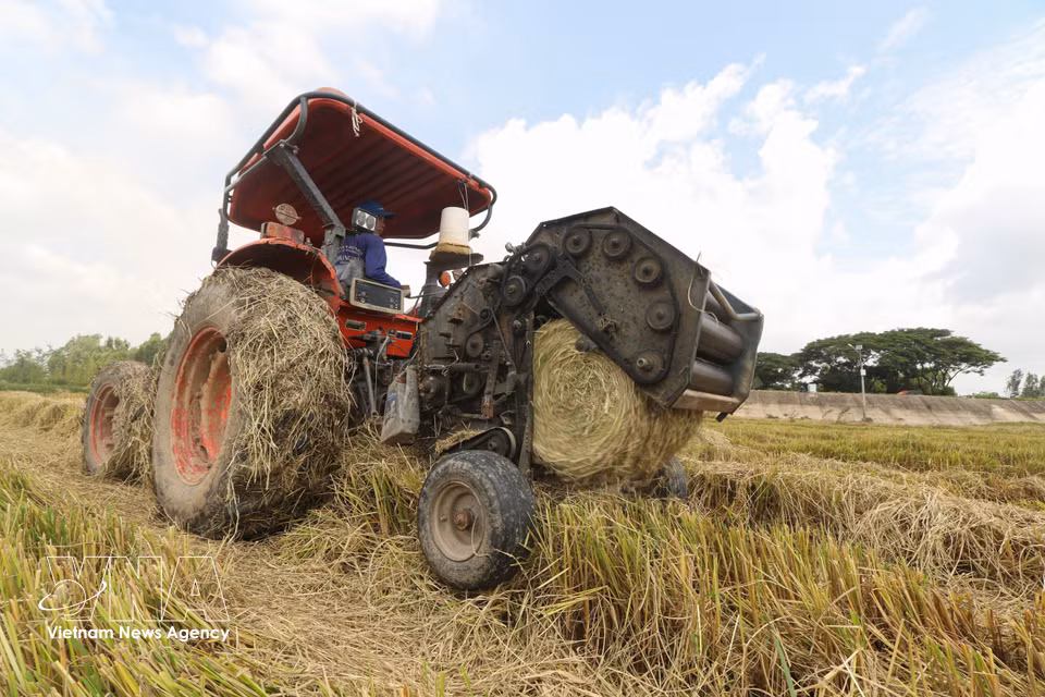 La ramasseuse-presse à paille tourne à plein régime, compactant les résidus de récolte séchés en de gros ballots cylindriques. Photo : VNA