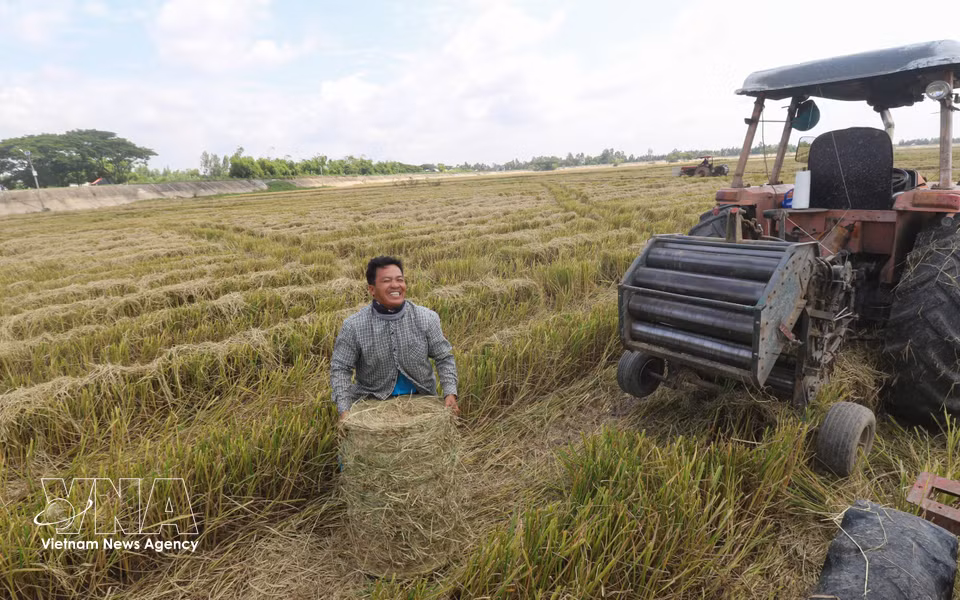 Une fois pressé et conditionné, chaque ballot de paille pèse en moyenne entre 20 et 30 kilogrammes. Photo : VNA