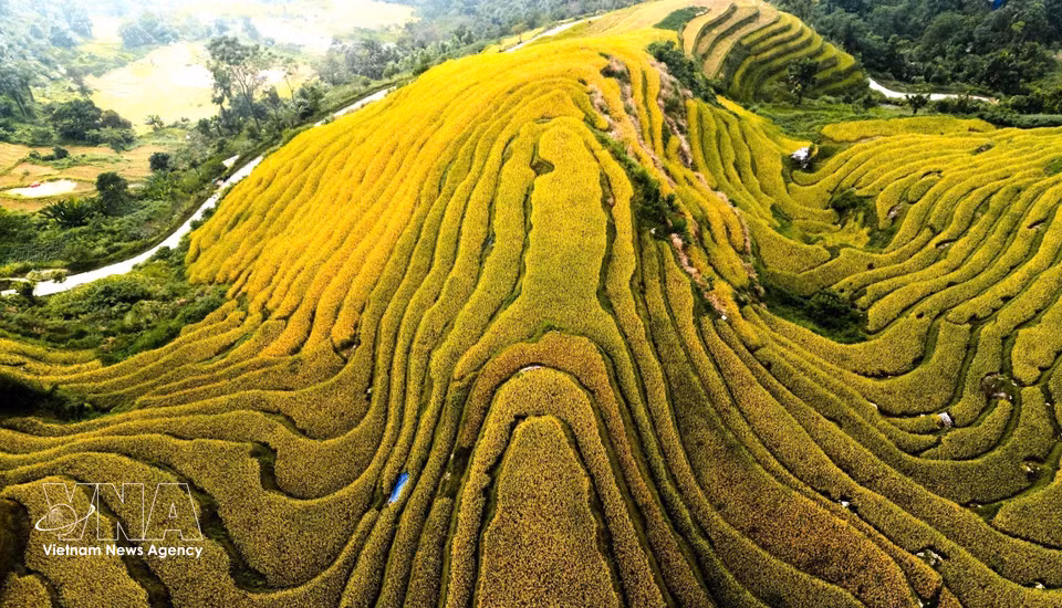 Les parcelles cultivées se succèdent à perte de vue, épousant harmonieusement les courbes des collines. Photo : VNA