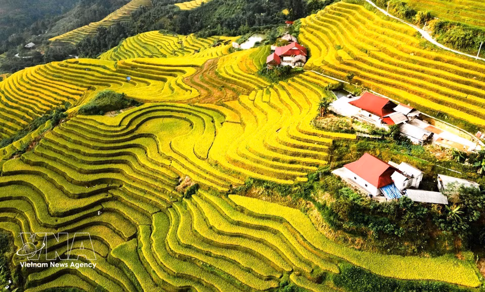 Des maisons traditionnelles se nichent au milieu des rizières en terrasses aux teintes dorées, à l’approche des récoltes. Photo : VNA