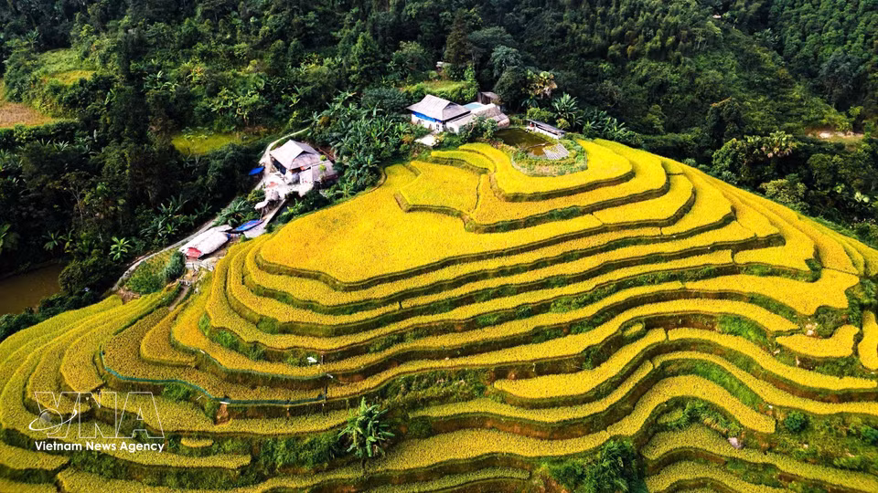 Les teintes dorées du riz mûr contrastent joliment avec le vert luxuriant de la végétation environnante. Photo : VNA