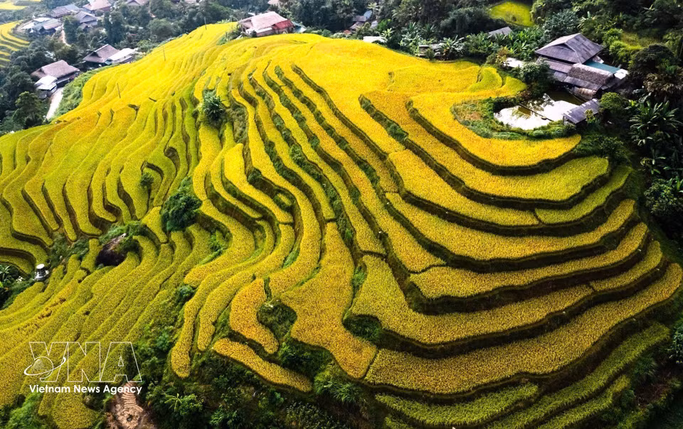 Les rizières aux épis mûrs forment des gradins dorés autour des maisons traditionnelles et de petits étangs, composant un paysage rural plein de charme et d’harmonie. Photo : VNA