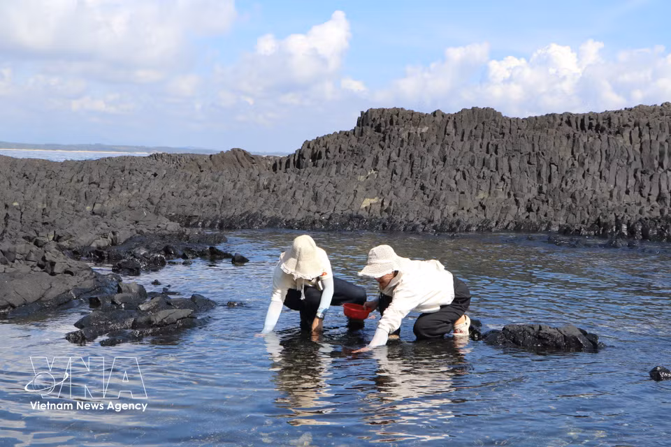 Les vacanciers s’adonnent au plaisir simple de la récolte de coquillages marins. Photo : VNA