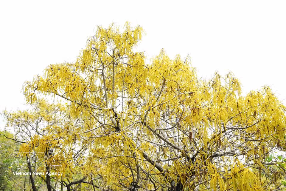 À l’arrivée de l’automne, les palétuviers argentés (Excoecaria agallocha) de la mangrove de Ru Cha se parent d’une floraison éclatante, aux nuances de jaune vif et d’orange cuivré. Photo : VNA