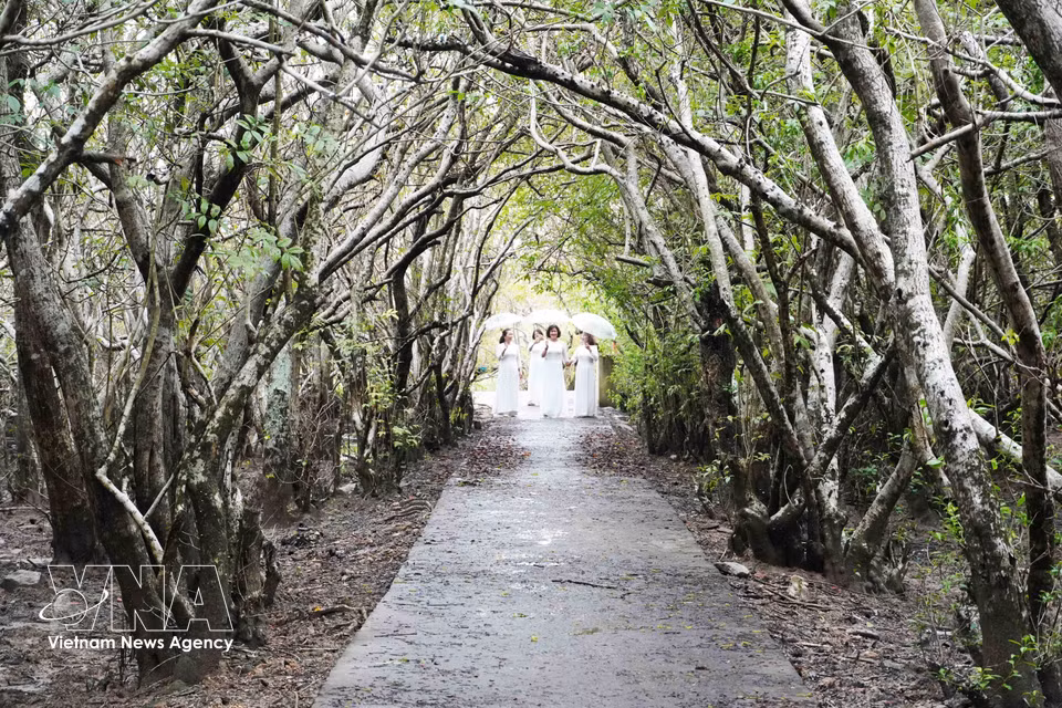 La mangrove de Ru Cha, unique écosystème primaire subsistant dans la lagune de Tam Giang, constitue un site emblématique. S’étendant sur plus de 30 hectares, elle attire de nombreux visiteurs en quête d’un tourisme durable. Photo : VNA