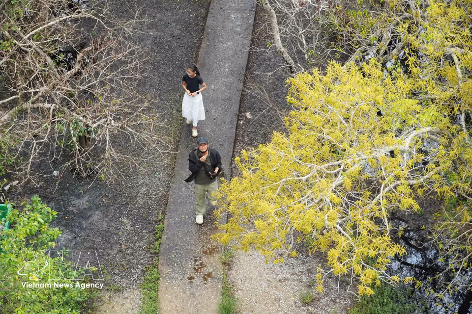 Des visiteurs admirent le spectacle naturel de cette mangrove unique située à Hue. Photo : VNA