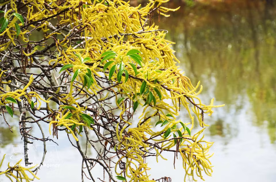 Les teintes vibrantes des fleurs de palétuvier argenté. Photo : VNA