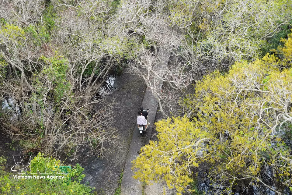 Le calme absolu règne dans la forêt de mangrove, où le temps semble s'arrêter devant la beauté des arbres en fleurs. Photo : VNA