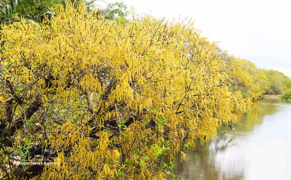 Un pan entier de la forêt s’illumine de couleurs jaune et orange lors de sa floraison saisonnière. Photo : VNA