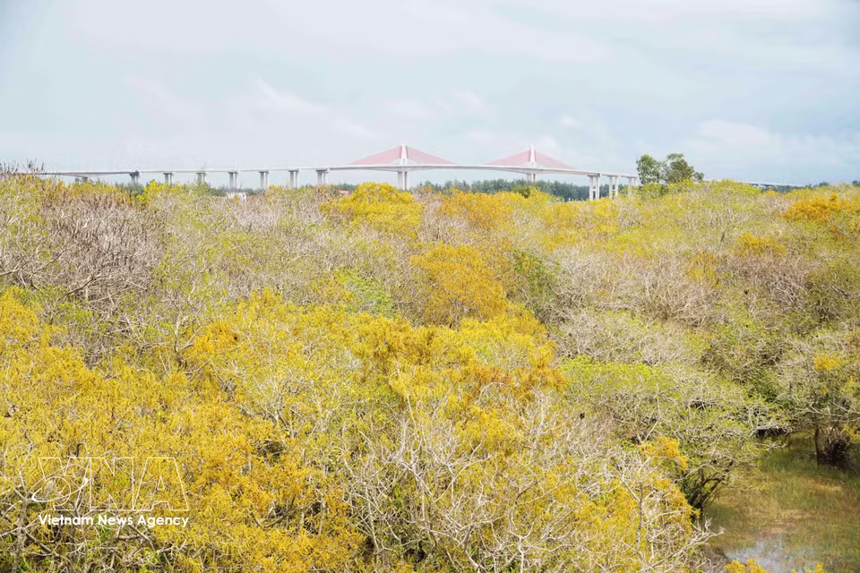 La mangrove de Ru Cha se métamorphose en un océan de couleurs, marquant l'apogée du paysage automnal de la région. Photo : VNA
