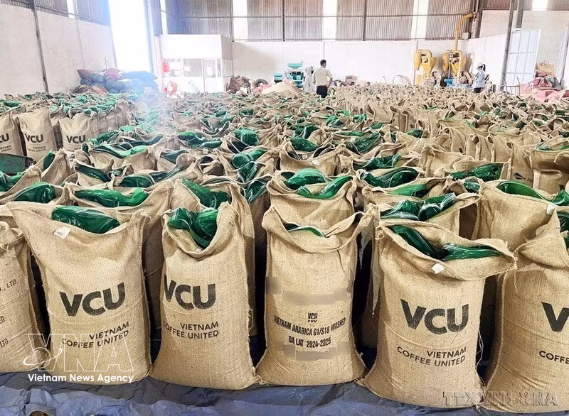La société United Coffee Vietnam, implantée à Gia Lai, produit du café Robusta de haute qualité répondant aux normes internationales pour l'exportation vers de nombreux marchés mondiaux. Photo : VNA