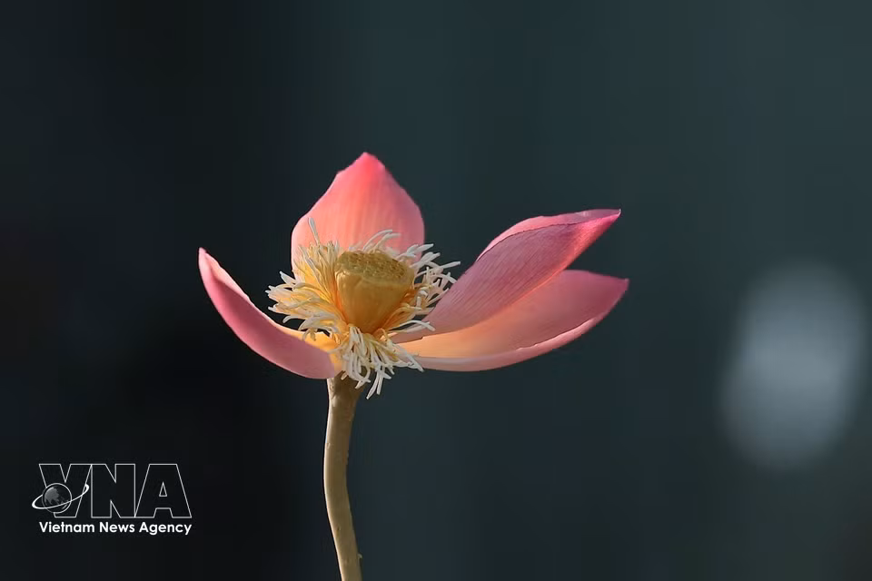 Le processus de création, entièrement manuel, exige une précision extrême pour que l'assemblage des pétales, des pistils et des tiges conserve un aspect naturel et harmonieux. Photo : VNA