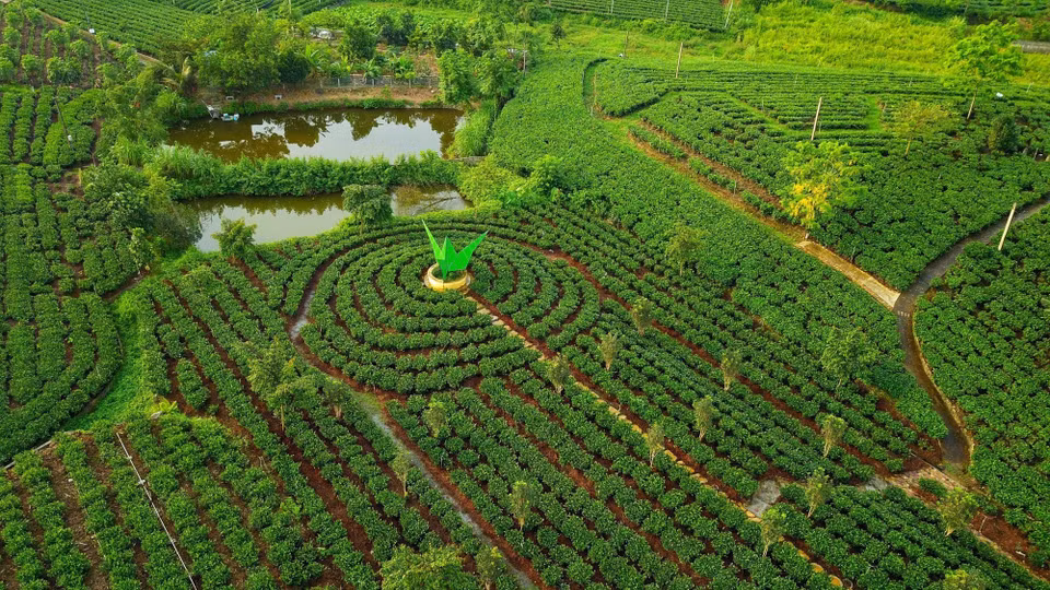 Le théier à Tân Cuong a aidé à changer la physionomie de la région à l'ouest de la ville de Thai Nguyên, province du nom éponyme (Nord), permettant à ﻿de nombreux ménages de « s'enrichir », générant chaque année des centaines de millions, voire des milliards de dôngs de revenus, grâce aux activités commerciales et aux produits transformés à partir du thé. Photo : VNA
