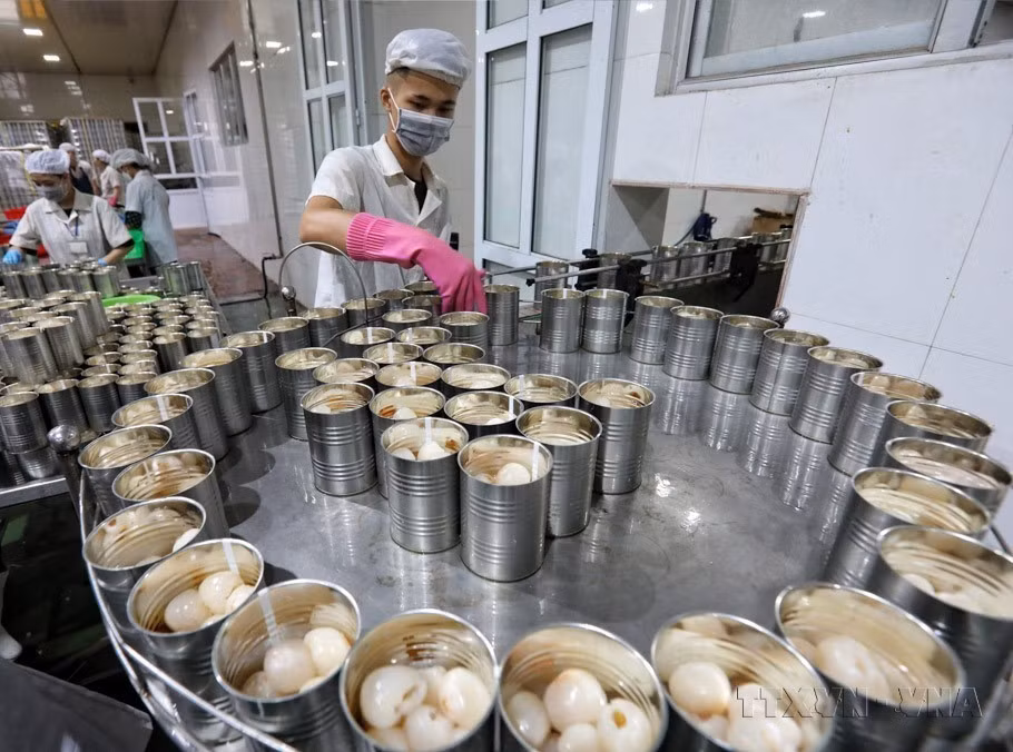 Ces dernières années, de nombreux produits vietnamiens : café, légumes, riz, bois... ont connu une forte valeur d’exportation. Sur la photo : Chaîne de mise en conserve de litchis d'exportation de la société par actions Global Food Import-Export installée dans le district de Luc Ngan, province de Bac Giang (Nord), pour les exporter vers les marchés de l'UE, de la République de Corée, du Japon et de l'Australie. Photo : VNA