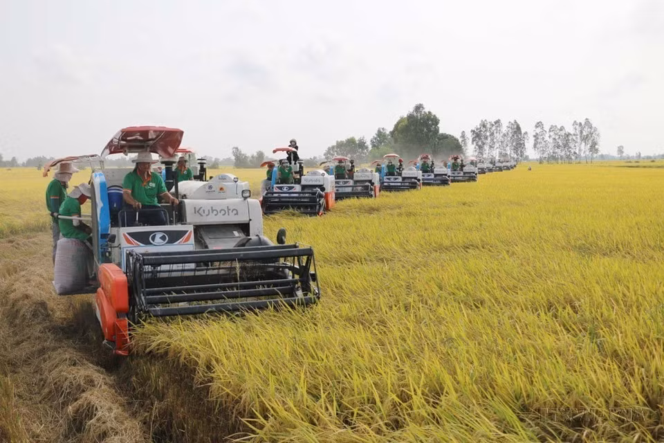 Les employés du groupe Lôc Troi moissonnent des rizières dont la production est destinée à l'exportation, dans le district de Thoai Son, province d'An Giang (Sud). Photo: VNA