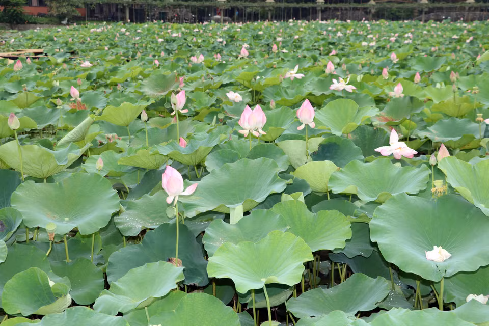 Venir à Ninh Binh lorsque les lotus fleurissent est une expérience inoubliable. Photo : VNA