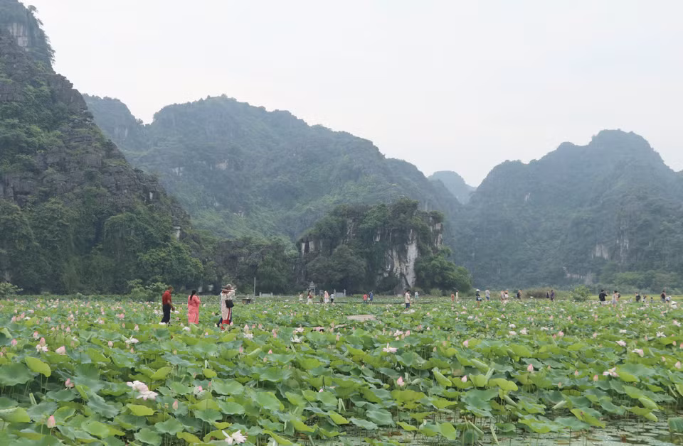 La floraison des lotus est un beau spectacle en été, notamment en juin. Photo : VNA