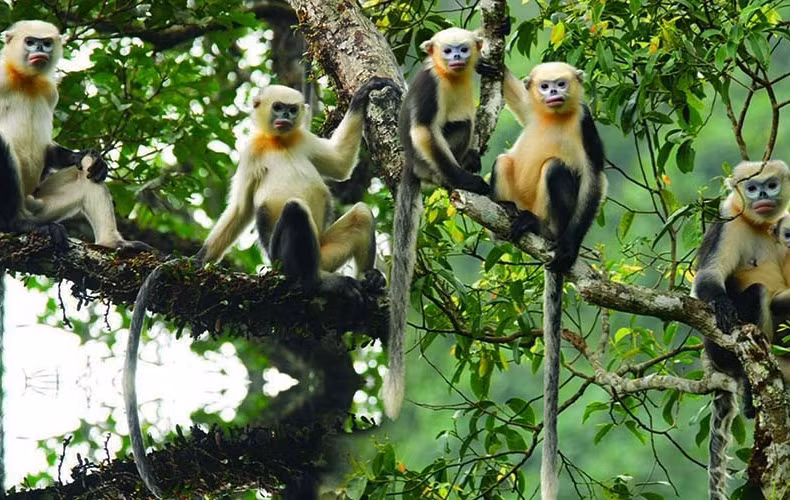 Monkey Day 2022 sensibilise à la conservation des rares rhinopithèques du Tonkin à Ha Giang