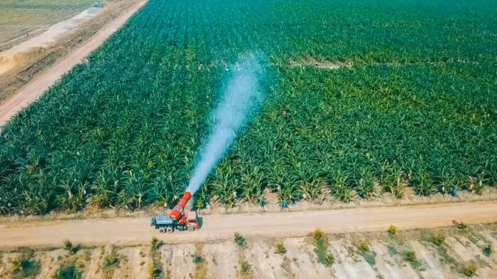 Une ferme bananière investie par le groupe HAGL du Vietnam au Laos. (Photo : HAGL)