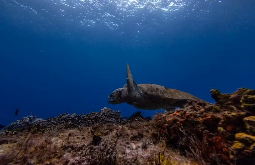 Les pays d’Asie du Sud-Est fonctionnent comme une source, un consommateur et un entrepôt pour la faune sauvage provenant de la région ainsi que du reste du monde. (Photo : Reuters)