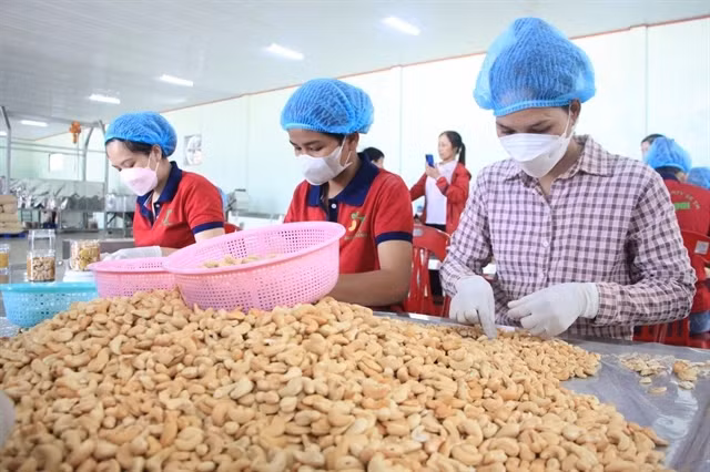 L'industrie de la noix de cajou face au risque d'un déficit commercial. Photo : VNA