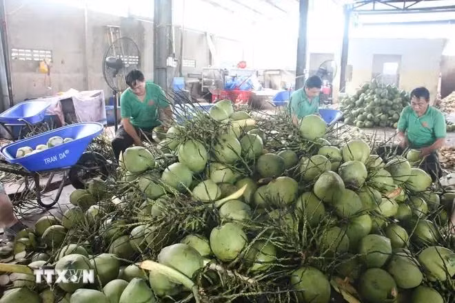 Transformation préliminaire de noix de coco fraîches destinées à l'exportation chez la SARL des fruits Mekong, commune de Huu Dinh, district de Chau Thanh, province de Ben Tre. Photo: VNA