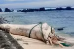 Carcasse de baleine échouée près du site de Hon Dun, sur l'île de Be, zone spéciale de Ly Son.
