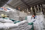 Le riz est l’un des produits d’exportation phares du Vietnam vers Cuba. Photo : VNA