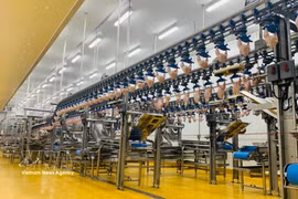 Une chaîne de production de pointe à l’intérieur d’une unité de transformation avicole. Photo: VNA