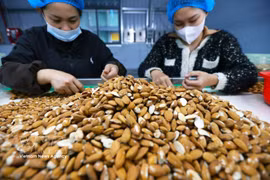 Tri et transformation d’amandes destinées à l’exportation à l’usine de Gold Tree Food Vietnam Co., Ltd. (entreprise à capitaux 100 % chinois), située dans la zone industrielle de Tu Ha, à Huê. Photo: VNA