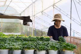 Récolte de légumes dans une exploitation agricole sous serre certifiée VietGAP à Da Lat, destinés aux marchés national et international. Photo: VNA