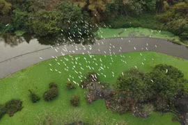 Thung Nham, un paradis ornithologique au cœur de Ninh Binh 