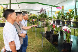 Exposition et une présentation de fleurs d’orchidées, de bonsaïs et de pierres ornementales provenant des trois régions du pays. Photo: VNA