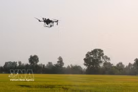 Utilisation de drones dans la production rizicole à Cân Tho. Photo: VNA
