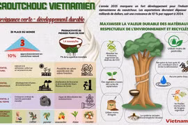 Caoutchouc vietnamien: croissance verte - développement durable 