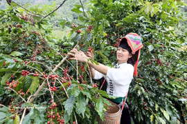 Son La possède la plus grande superficie et la plus importante production de café Arabica du Vietnam, avec plus de 30.000 hectares de plantations et une production annuelle moyenne de 40.000 à 50.000 tonnes de cerises de café. Photo: VNA