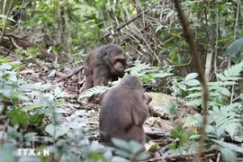 Onze primates rares relâchés dans la nature à Nghe An