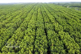 L’écosystème de mangroves de Ca Mau est diversifié et couvre une vaste superficie. Photo: VNA