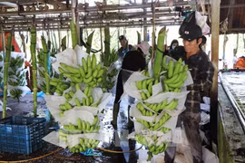 Les exportations de produits agrico-sylvicoles et aquatiques en hausse de près de 30 % en janvier. Photo: VNA