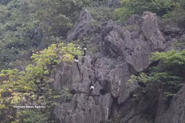 Des langurs de Delacour, espèce de primate rare et endémique du Vietnam, observés dans la Réserve naturelle des zones humides de Vân Long, province de Ninh Bình.