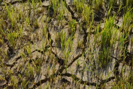 En raison d'une sécheresse sévère, les champs de riz des agriculteurs de la commune de Liên Son Lắk, province de Dak Lak, font face à un risque de perte totale. Photo: VNA