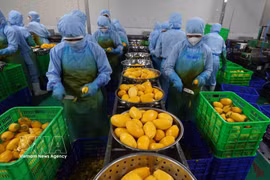 Le Vietnam et la Mongolie disposent d’importants potentiels de coopération, notamment dans le commerce. Photo: VNA