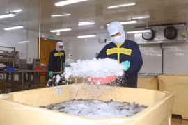Une entreprise de la province de Ca Mau applique des technologies modernes à l’élevage de crevettes afin d’améliorer la productivité et la qualité de sa production. Photo: VNA