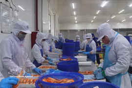 Transformation des crevettes d’eau douce destinée à l’exportation. Photo: VNA