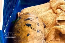 La tortue à tête jaune. Photo: VNA