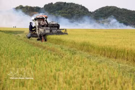 Le redressement des prix du riz depuis juillet et plusieurs évolutions favorables sur les marchés mondiaux devraient permettre au Vietnam d’améliorer la valeur de ses exportations de riz au cours des derniers mois de 2026. Photo: VNA