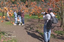 Des touristes à Môc Châu. Photo: VNA