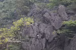 Des langurs de Delacour, espèce de primate rare et endémique du Vietnam, observés dans la Réserve naturelle des zones humides de Vân Long, province de Ninh Bình.