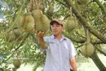 Le durian vietnamien pourrait dépasser 4,5 milliards de dollars d’exportations en 2026. Photo: VNA