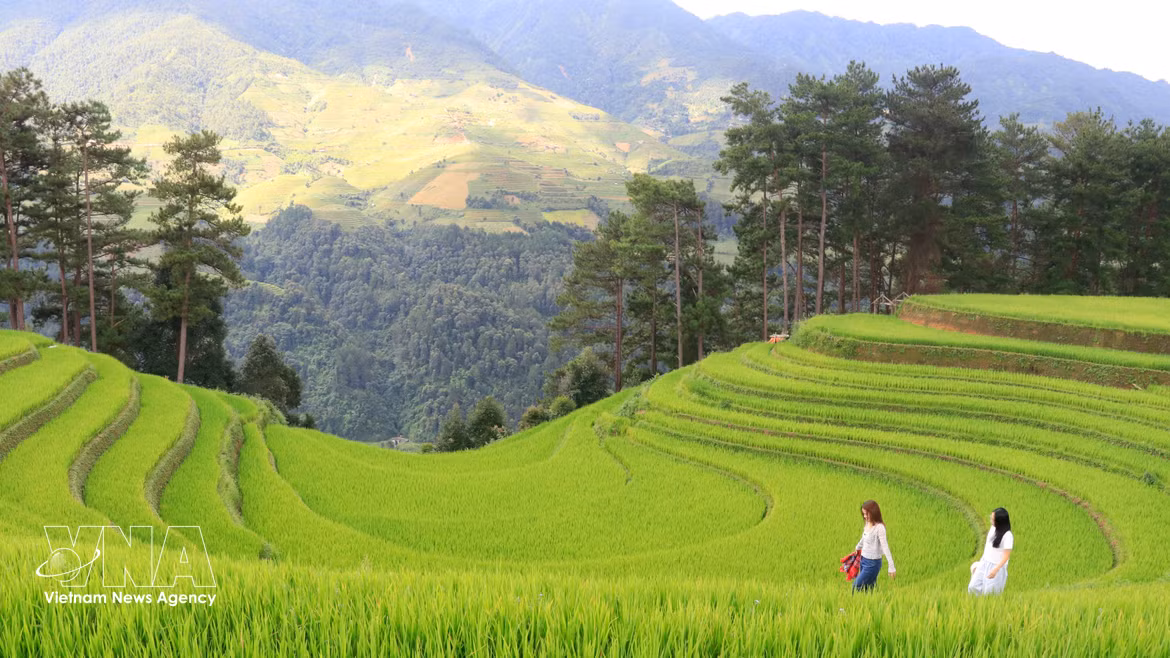 Le « vallon de riz » de Sang Nhu à Mu Cang Chai est devenu un point de rassemblement incontournable pour les jeunes. Photo : VNA